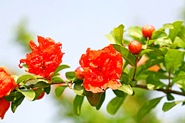 盆栽石榴花