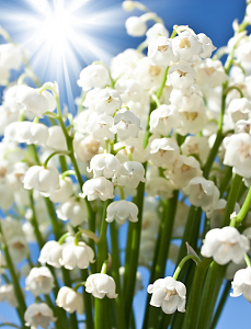 铃兰花高清