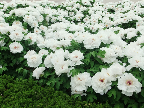 牡丹花桌面背景