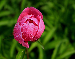 芍药花高清