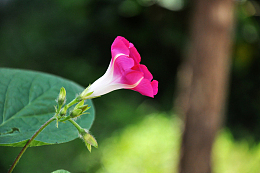 牵牛花