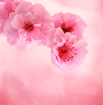 红色梅花的