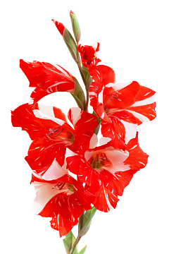 节日红色鲜花