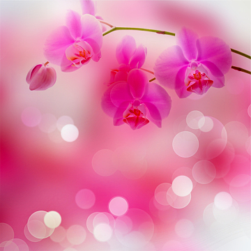 粉色兰花背景高清