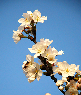 日本樱花高清