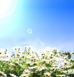 遍地菊花
