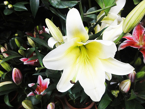 高清百合花特写