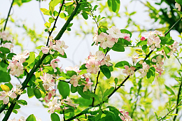 高清海棠花