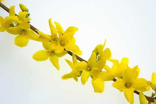 高清黄色鲜花