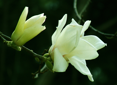 白玉兰花