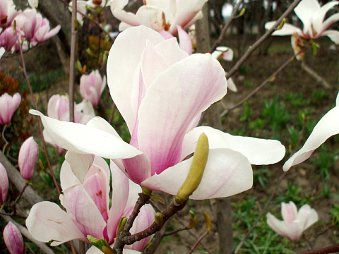 白玉兰花