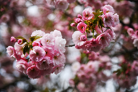 高清日本樱花