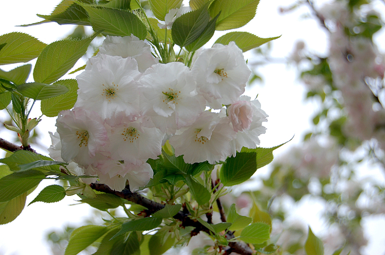 高清日本樱花