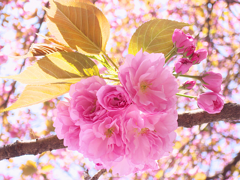 高清日本樱花