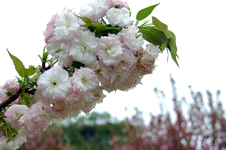 高清日本樱花
