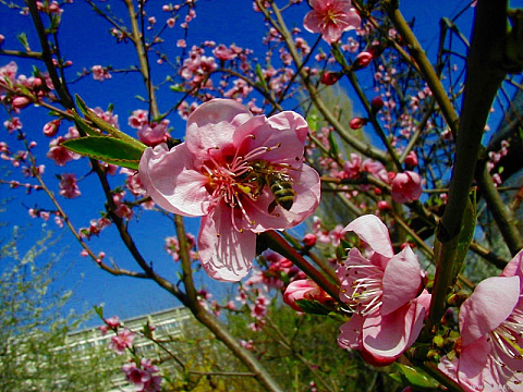 桃花的
