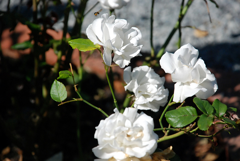 高清白玫瑰花