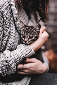 美女抱着猫咪