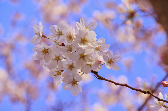 日本唯美粉色樱花