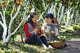 果农美女果园采摘橘子