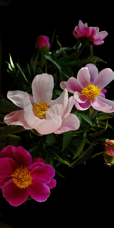 芍药花