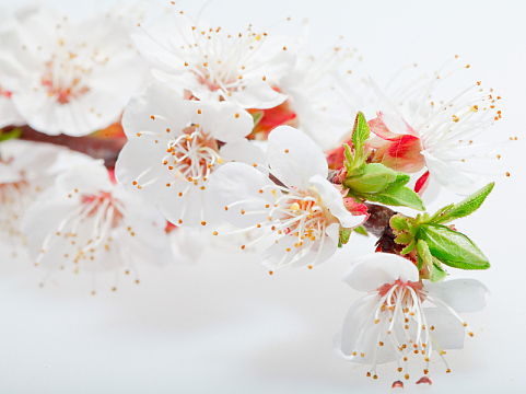高清梅花素材
