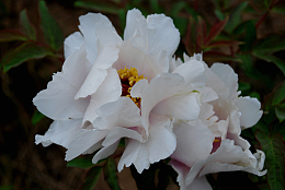 芍药花的