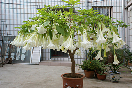 高清曼陀罗花
