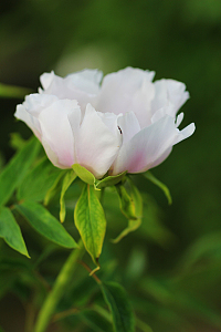 白色牡丹花素材