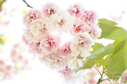 粉色淡雅樱花