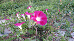 玫红色牵牛花