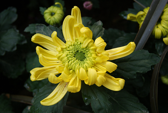 重阳节菊花