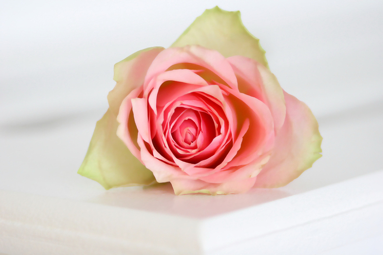 粉色淡雅玫瑰花