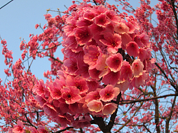 粉色吉野樱