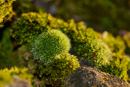 绿色苔藓