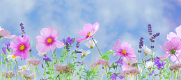薰衣草和格桑花