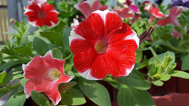 观赏矮牵牛花