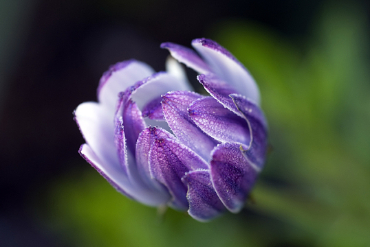 非洲雏菊