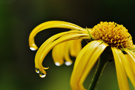 雨后黄色菊花