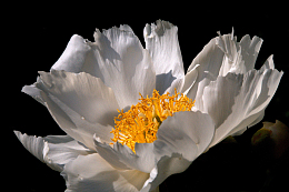 白色银莲花