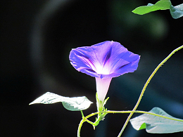 牵牛花蔓