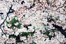 一树繁花
