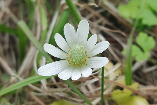 洁白银莲花