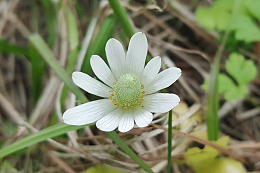 洁白银莲花