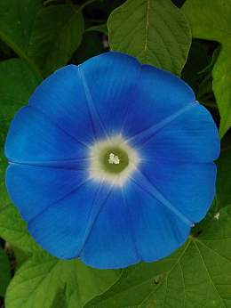蓝色的牵牛花