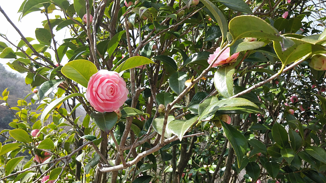 粉色系山茶花