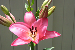 娇艳百合花