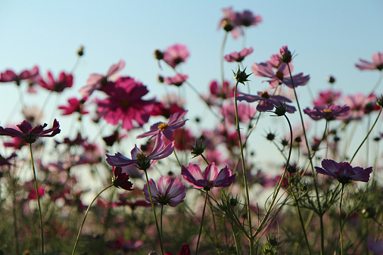 格桑花海