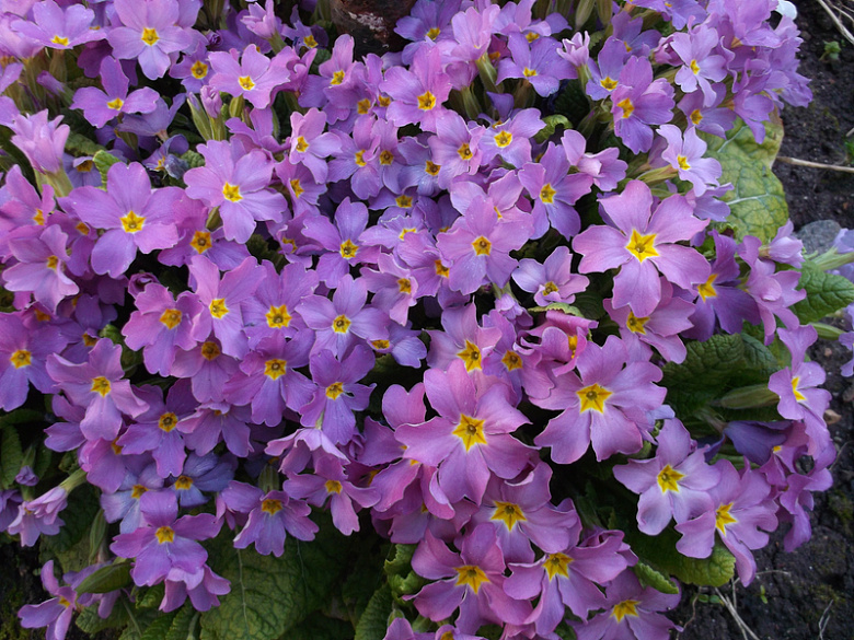 紫色报春花