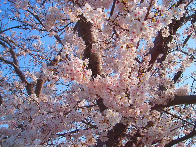 春天樱花树开花
